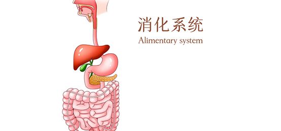 碳水化合物是怎么被消化的？