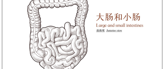 碳水化合物是怎么被消化的？